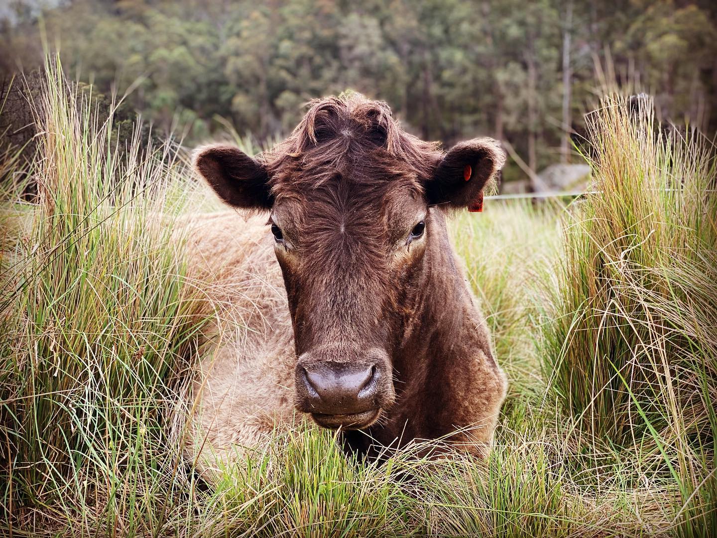 Hillside Food Forrest