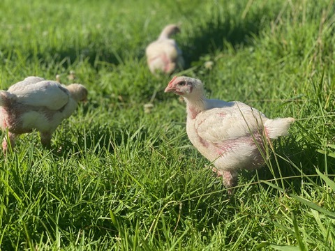 Whole Chicken Couples Box (9kg) | November Batch Preorder image 2