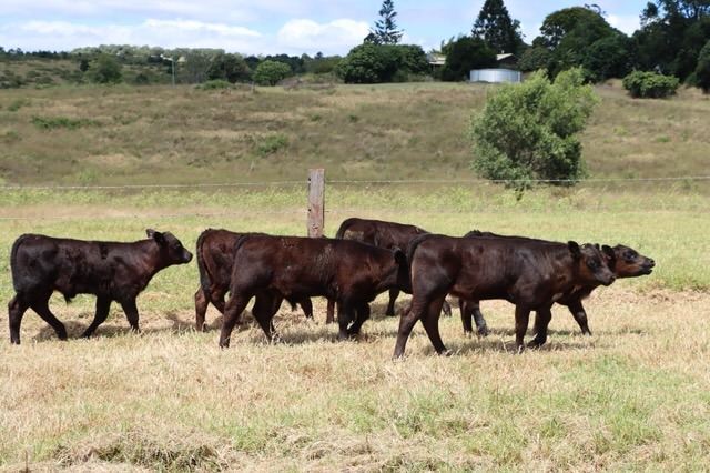 F1 WAGYU – 1/2 BEAST gallery image 3