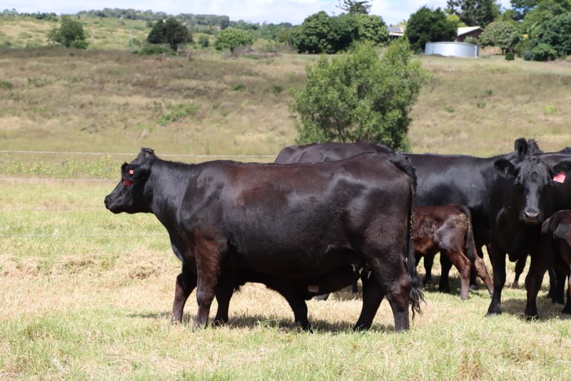 F1 WAGYU – 1/2 BEAST gallery image 2